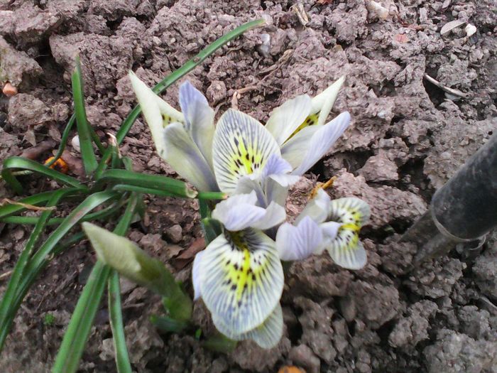 Irisi pitici - Primavara 2016