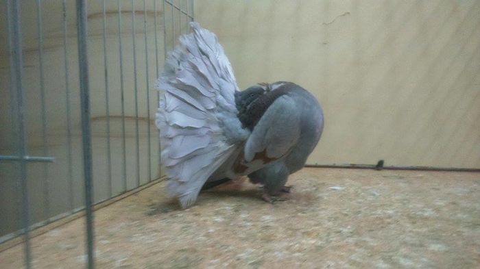 12286032_772846326177562_1774927118_n