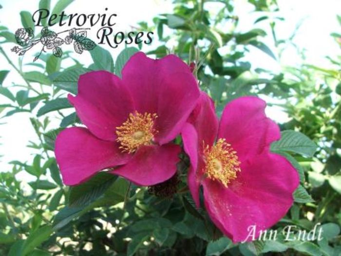 Ann Endt 1.5m repeta - Rugosa