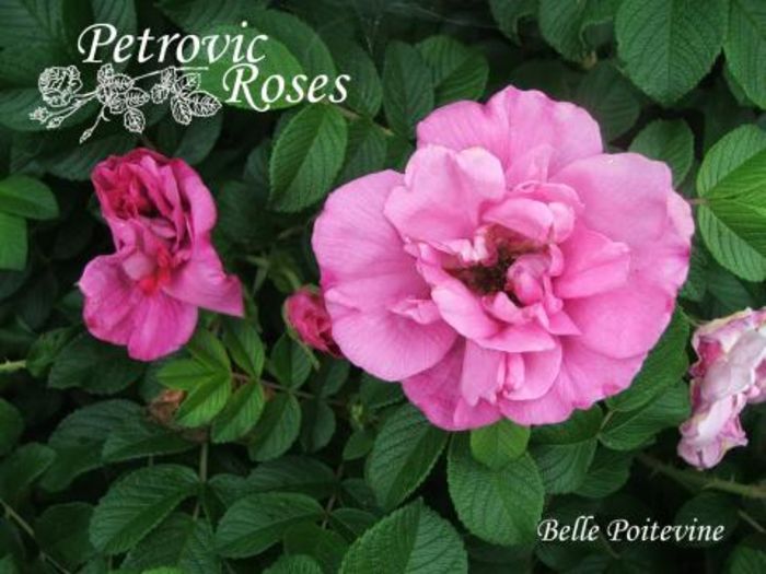 Belle Poitevine 1.8m - Rugosa