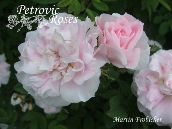 Martin Frobicher 1.5m - Rugosa