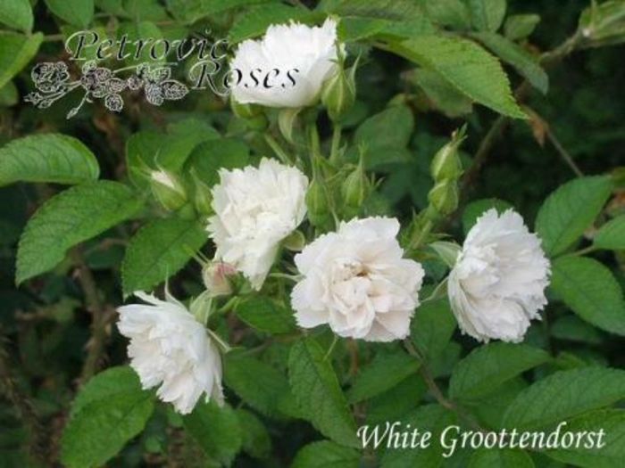 White Grootendorst 1.3m - Rugosa