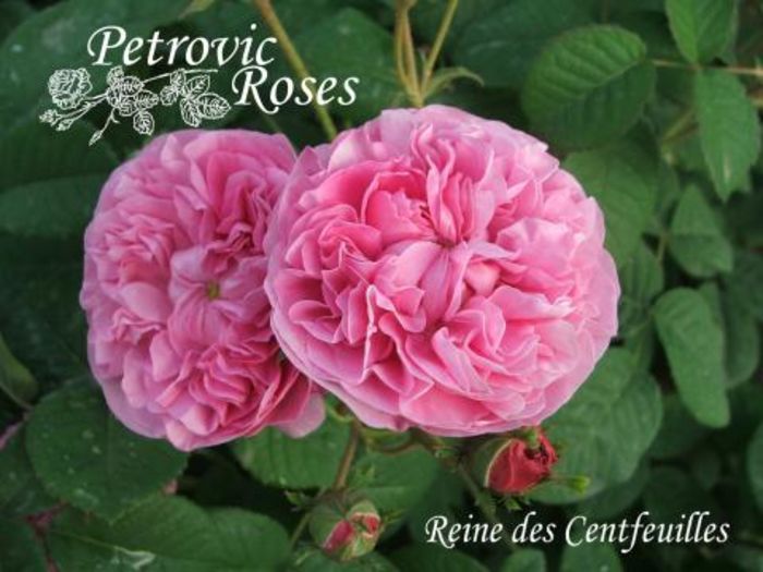 Reine des Centfeuilles 1.5 - Centifolia