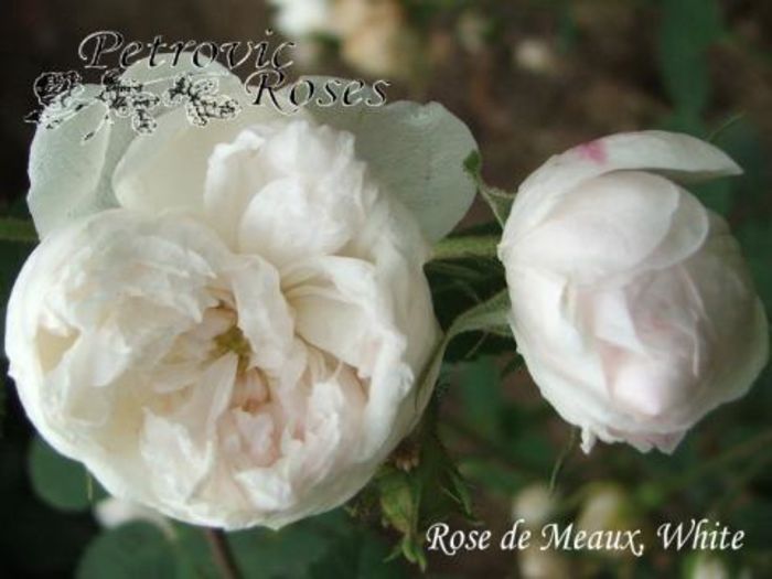 ROSE DE MEAUX WHITE  1m