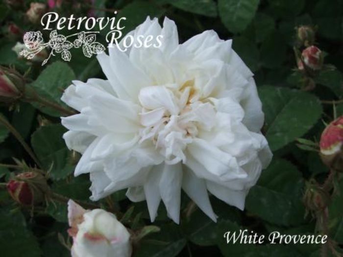 White Provence 1.5m