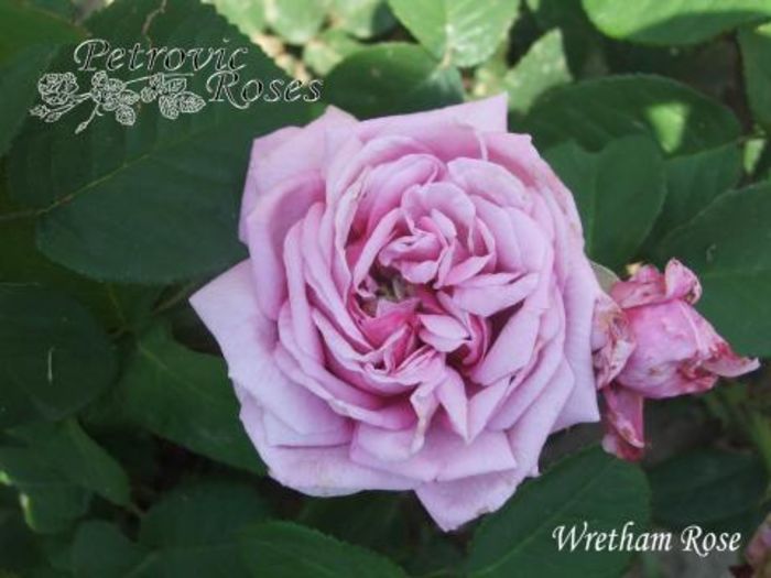 Wretham Rose   1.5m - Centifolia