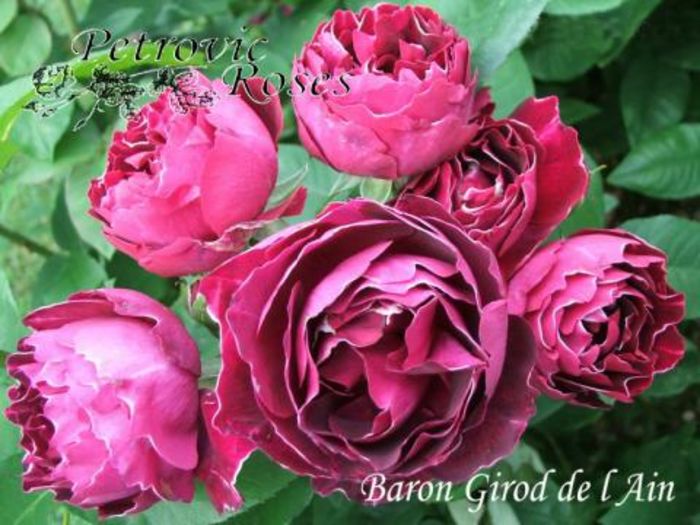 Baron Girod De L Ain  1.5-2 - Burbon