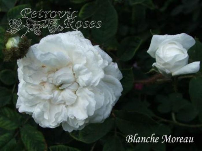 BLANCHE MOREAU   1.2-1.9m