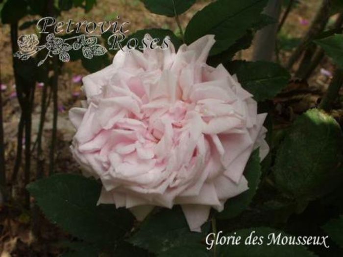Gloire_Des_Mousseux   1.5-1.8m - Moss