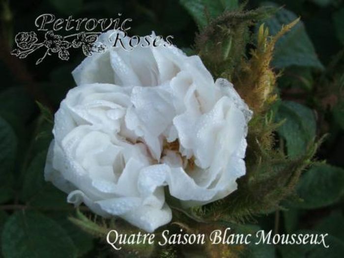 QUATRE SAISON BLANC MOUSSEUX   1.2-1.5m - Moss