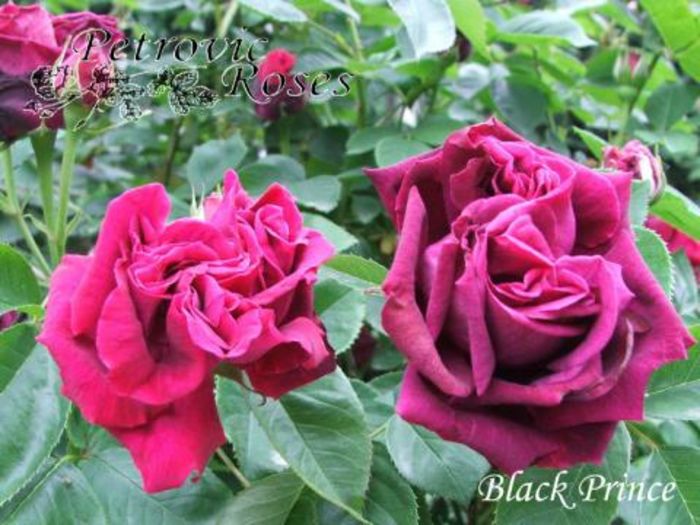 BLACK PRINCE   1.2-1.5m - Hybrid Perpetual