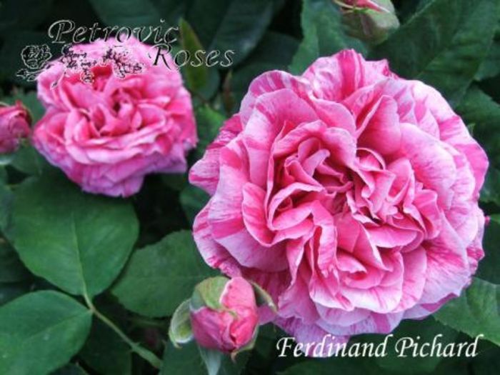Ferdinand Pichard   1.5-1.8
