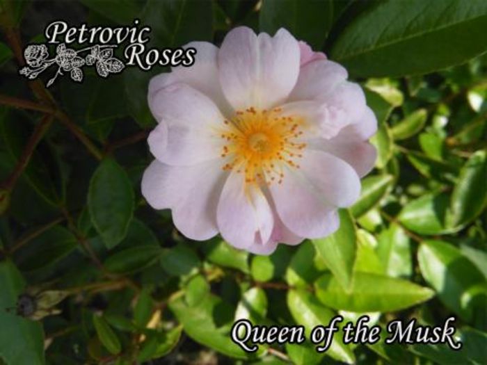 Queen of the Musk 2.5m parf repeta - Hybrid Musk