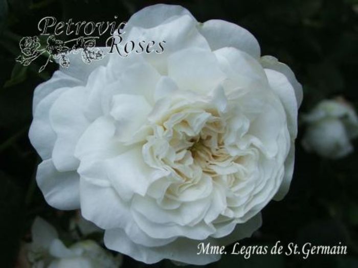 MME LEGRAS DE ST. GERMAIN 3m - Alba