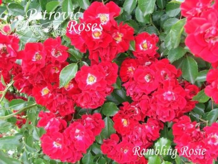 Rambling rosie 3-4m repeta