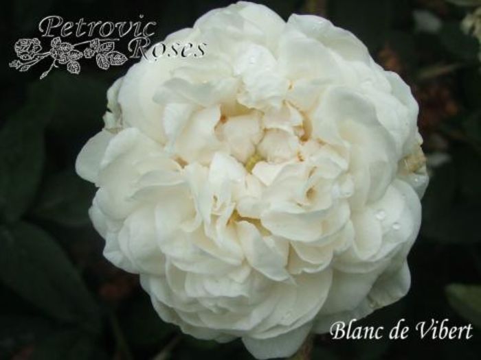 BLANC DE VIBERT    1.5m - Portland