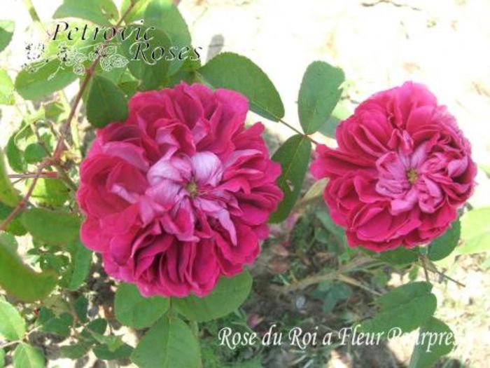 Rose du Roi A Fleur Pourpres   0.9m - Portland