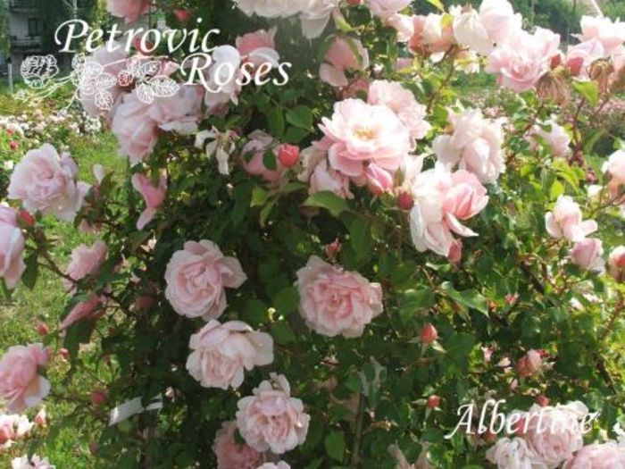 Albertine 2-6m parf p