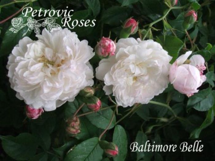 Baltimore Belle 3-4m parf