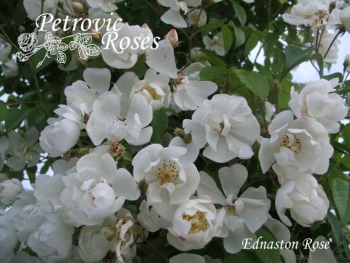Ednaston Rose 5-9m parf - Rambler