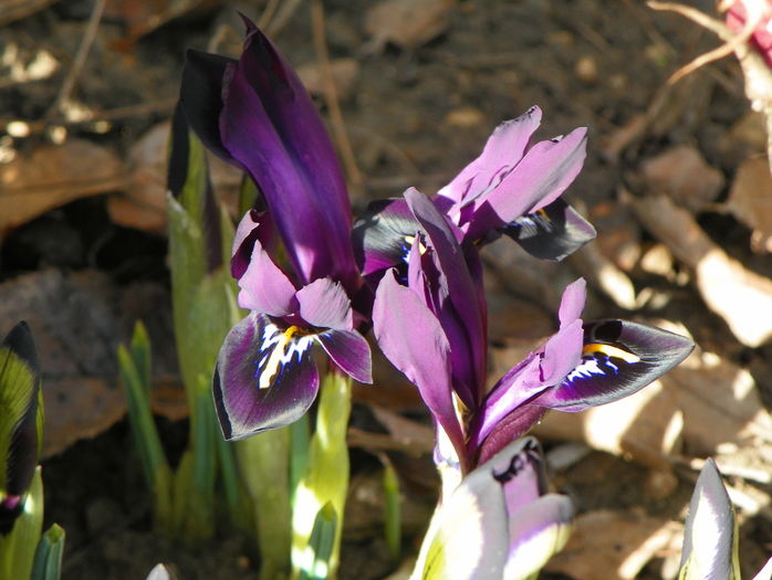 iris reticulata George