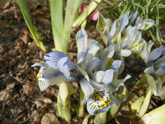 iris reticulata Katharine Hodgkin