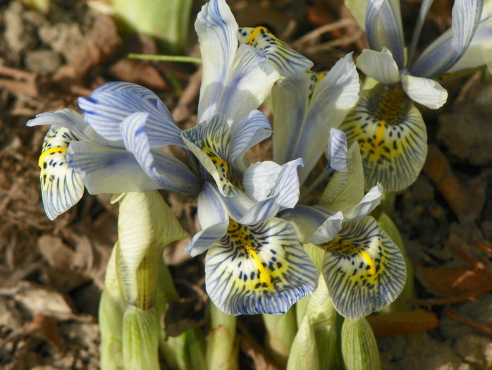 iris reticulata Katharine Hodgkin
