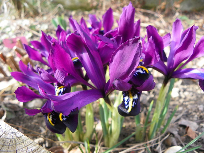 iris reticulata George