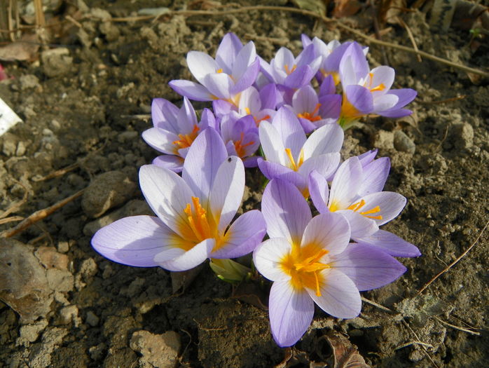 crocus Firefly