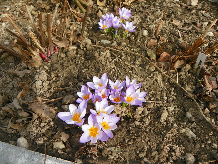 crocus Firefly