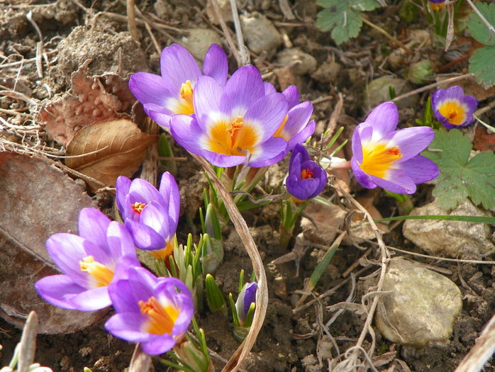 crocus Tricolor