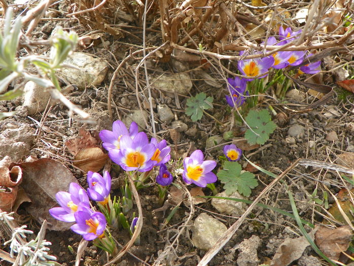 crocus Tricolor