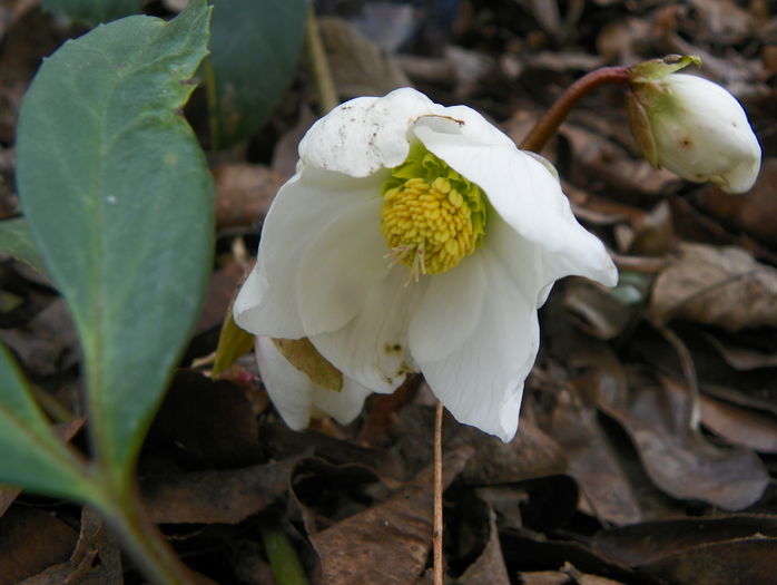 helleborus niger