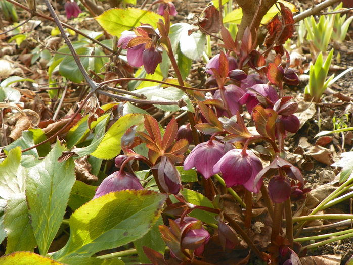 helleborus orientalis