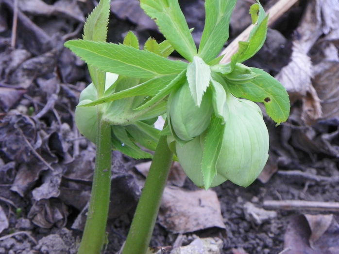 helleborus viridis