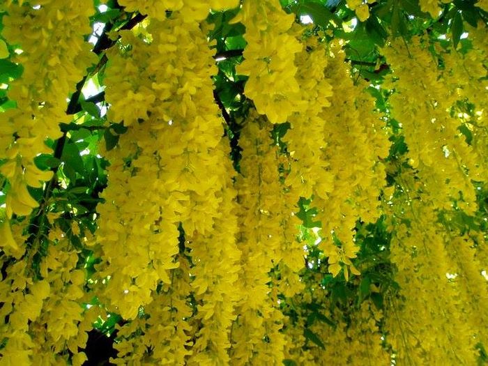 SALCAM  -  GALBEN; Laburnum anagyroides
