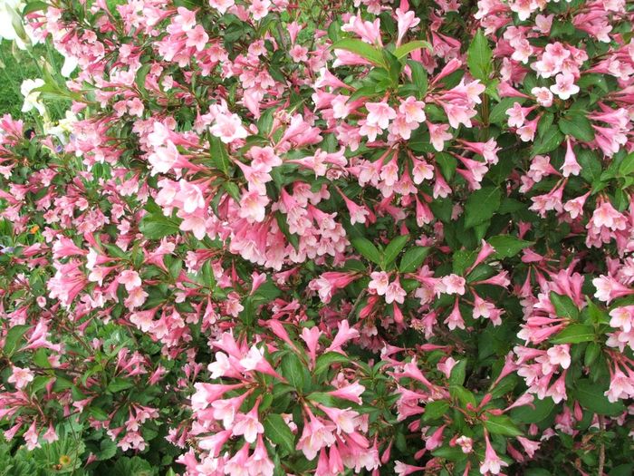 WEIGELA-PINK QUEEN