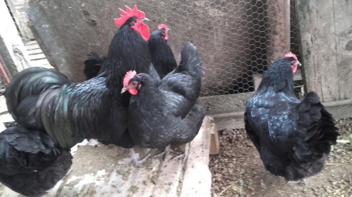 temp1 - DE  VANZARE GAINI   AUSTRALORP