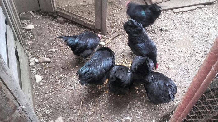 temp5 - DE  VANZARE GAINI   AUSTRALORP