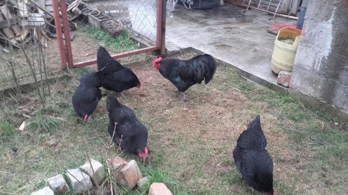 temp7 - Cocosi  AUSTRALORP  de  vanzare