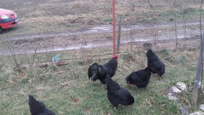 temp3 - Cocosi  AUSTRALORP  de  vanzare