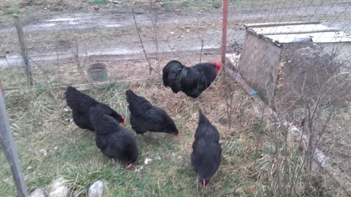 temp4 - Cocosi  AUSTRALORP  de  vanzare