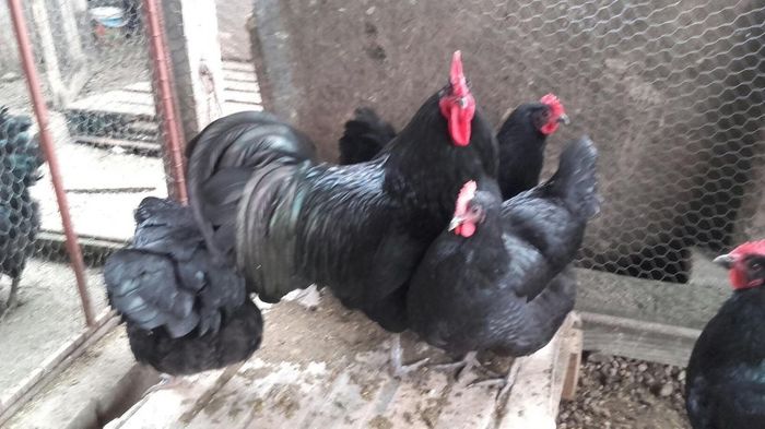 temp0 - Cocosi  AUSTRALORP  de  vanzare