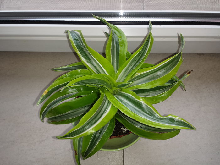 Trimis la - dianaC.sunphoto.ro; Dracaena dragon (soi pitic)
