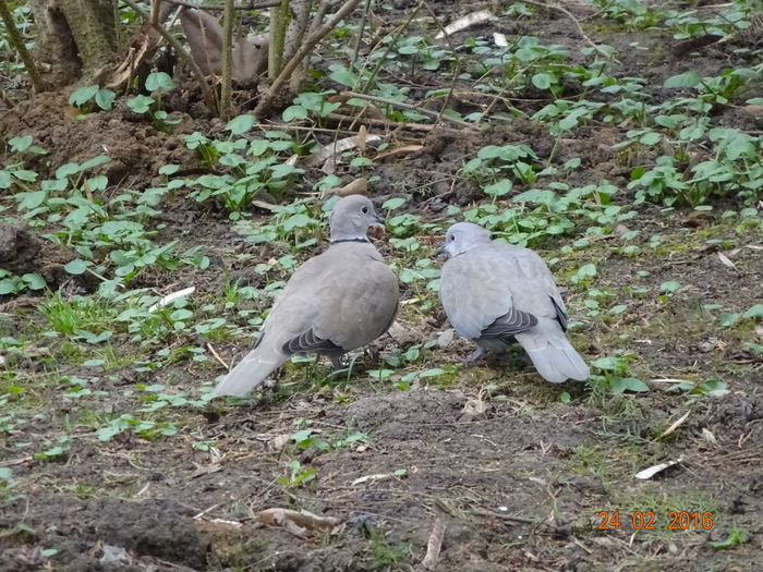 DSC03181 - x Pasari in parcul Tei