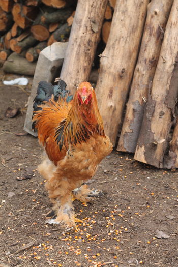 IMG_9173 - Cocosi si gaini brahma 24 februarie 2016