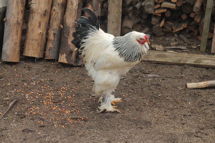 IMG_9182 - Cocosi si gaini brahma 24 februarie 2016