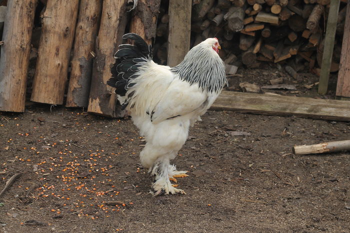 IMG_9183 - Cocosi si gaini brahma 24 februarie 2016
