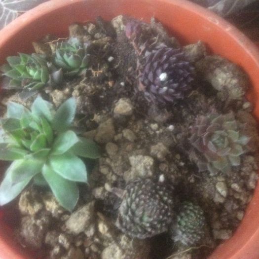 image - diverse plante de camera
