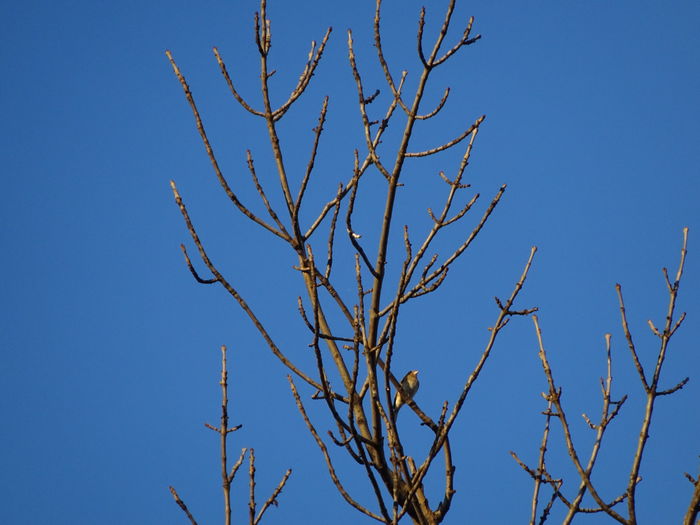 DSC02688 - x Pasari in parcul Tei